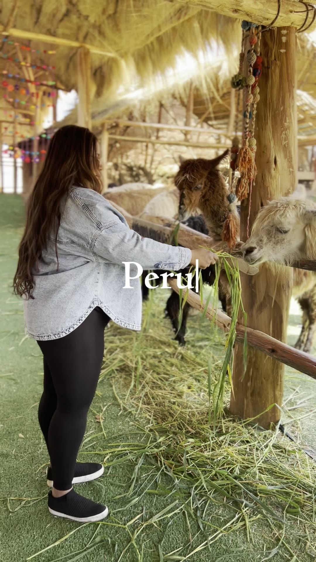Llamas grazing in the Andean highlands